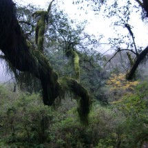 Moss-covered trees in the Quebrada San Lorenzo